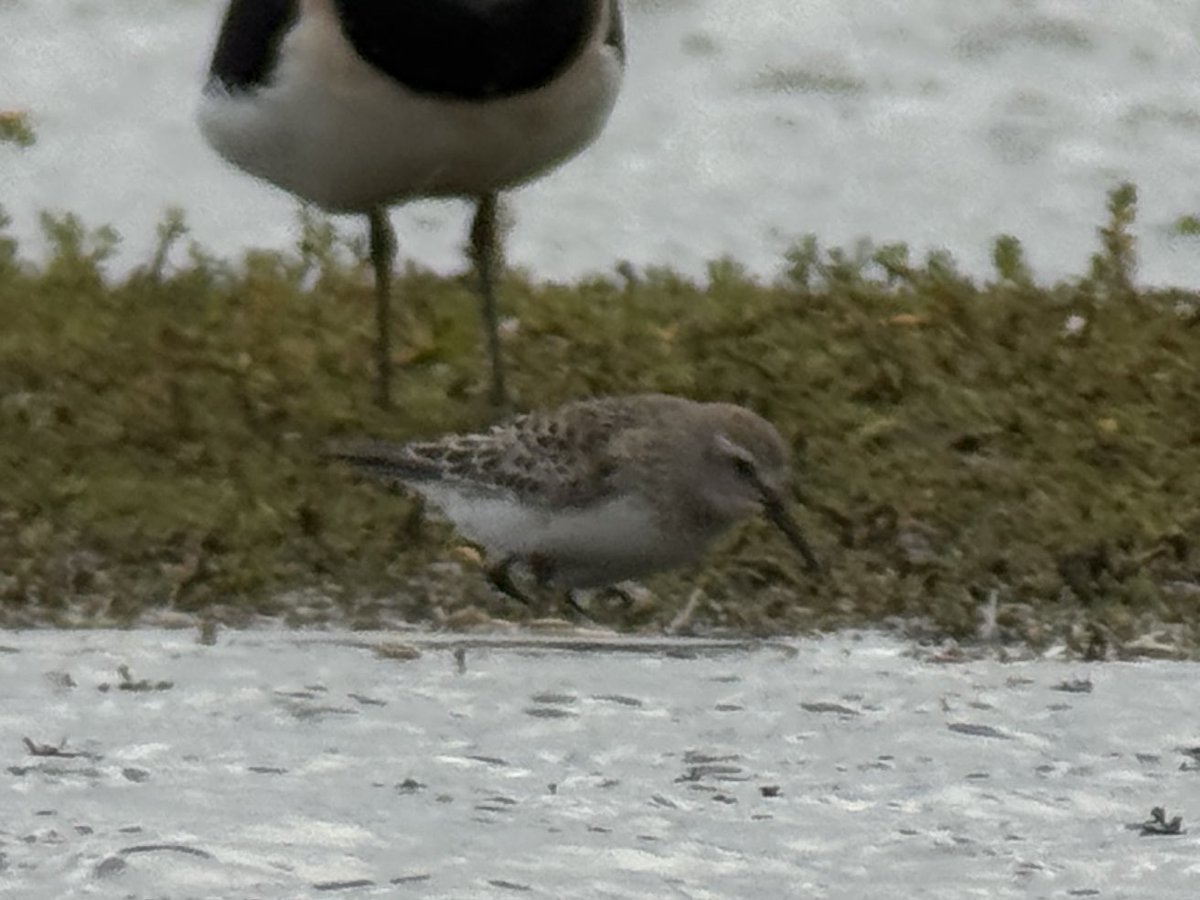 DarbyBug's tweet image. Just found this White-rumped Sand from Sandgrounders #Marshside