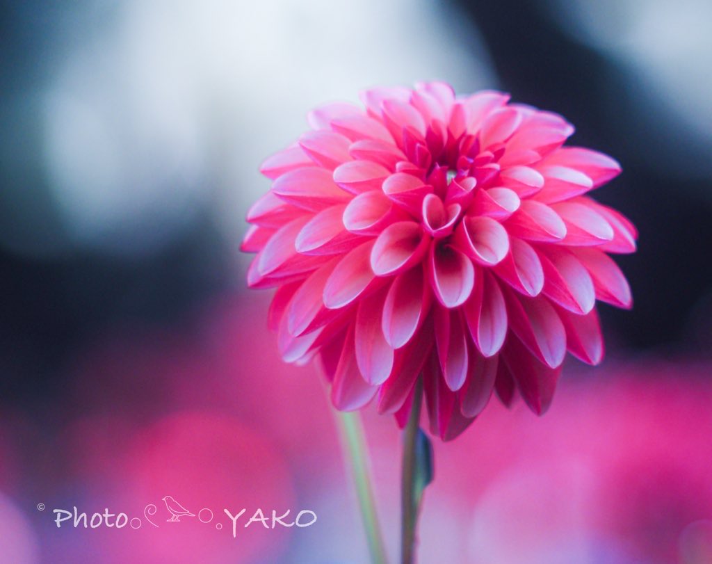 やこ𓅪𓈒𓂃𓈒𓏸︎︎︎︎週末低浮上型… on X