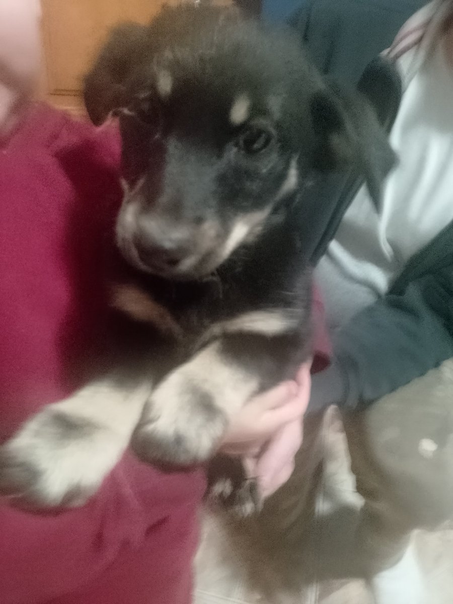 Takie dwie bidy znalazłem w lesie. Jakiś gnój wyrzucił. Dwie suczki. Chce ktoś? Bo ja mam już trzy i mi się nie zmieszczą😅