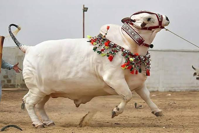 The Telugu Heritage Collective (@tthcollective) on Twitter photo Andhra's Magestic Ongole Bull!
We hardly study or hear of Amaravati's artifacts. With it being Andhra's capital now, I hope we get to hear, study and experience more of it.
The Amaravati Bull looks absolutely majestic. Not sure where it is now but could it be brought back to Andhra's Magestic Ongole Bull!
We hardly study or hear of Amaravati's artifacts. With it being Andhra's capital now, I hope we get to hear, study and experience more of it.
The Amaravati Bull looks absolutely majestic. Not sure where it is now but could it be brought back to