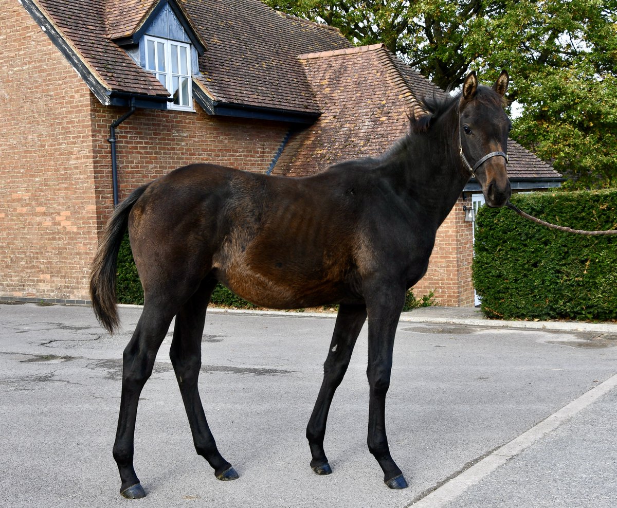 Combining the best lines in French and German breeding, lot 27 <a href="/GoffsUK/">Goffs UK</a> a colt by Jeu St Eloi <a href="/RathbarryStud/">Rathbarry & Glenview</a> out of a talented mare proven on the flat and over jumps. Half brother now in training with <a href="/oneill_racing/">O'Neill Racing</a>