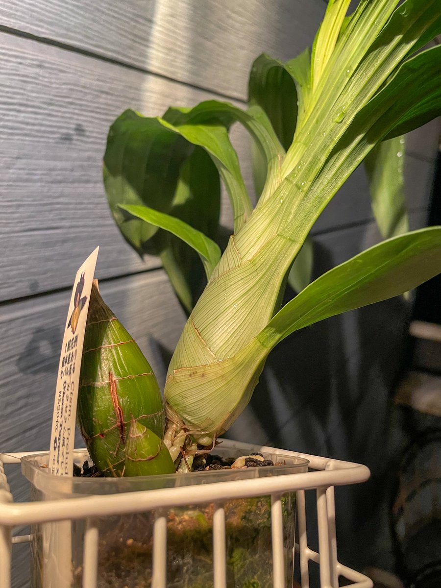 はなはなはなこ　ビカクシダ2種（E1、pakorn） はなはなはなこ様専用 ビカクシダ2種（E1、pakorn）