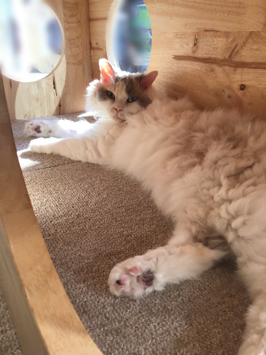 にゃんこにゃー (@bungo_kyouka) / Posts / X