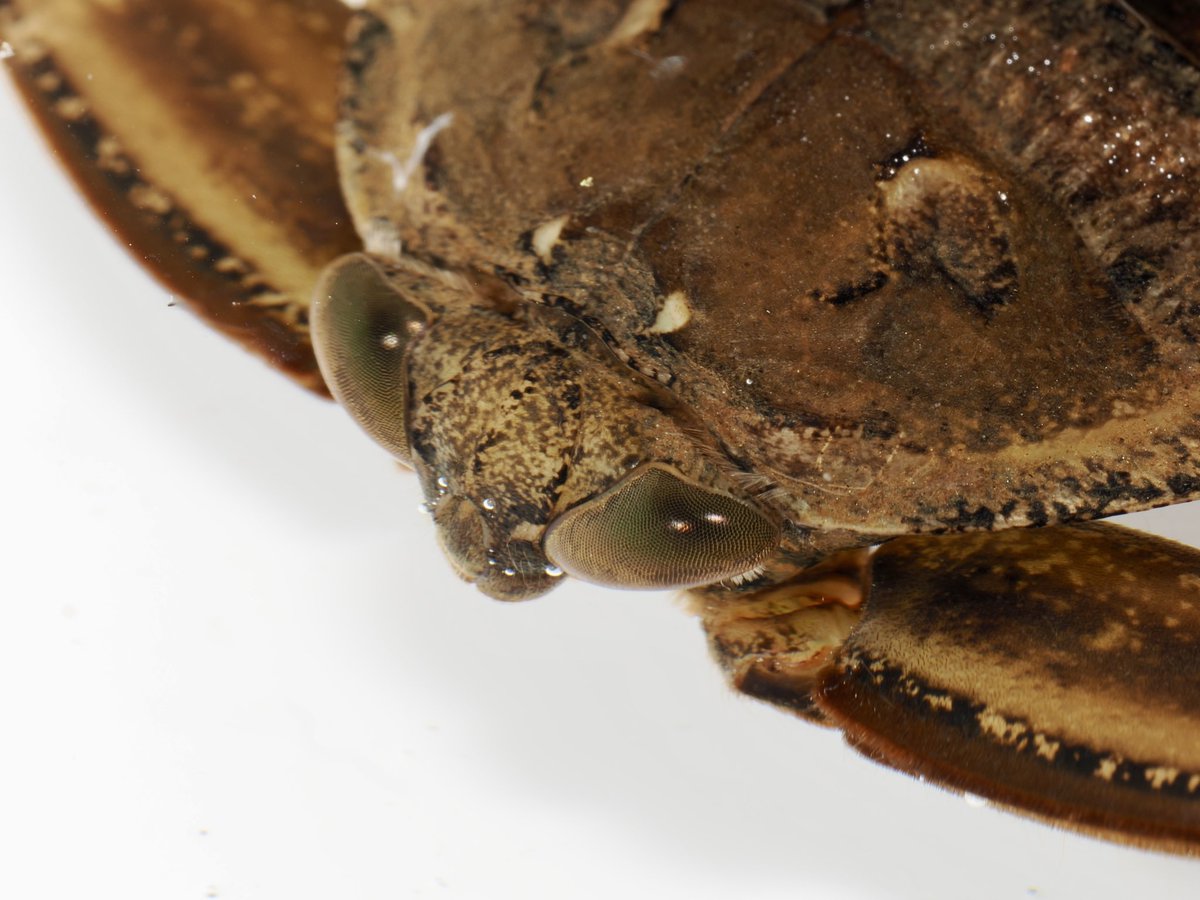 #このタグを見た人は黙ってタガメを貼る