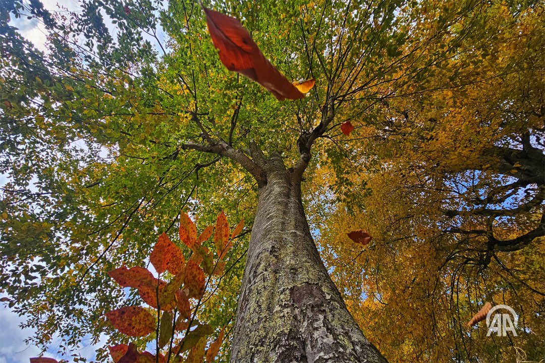 c2 seviye Rize bağımlılığı