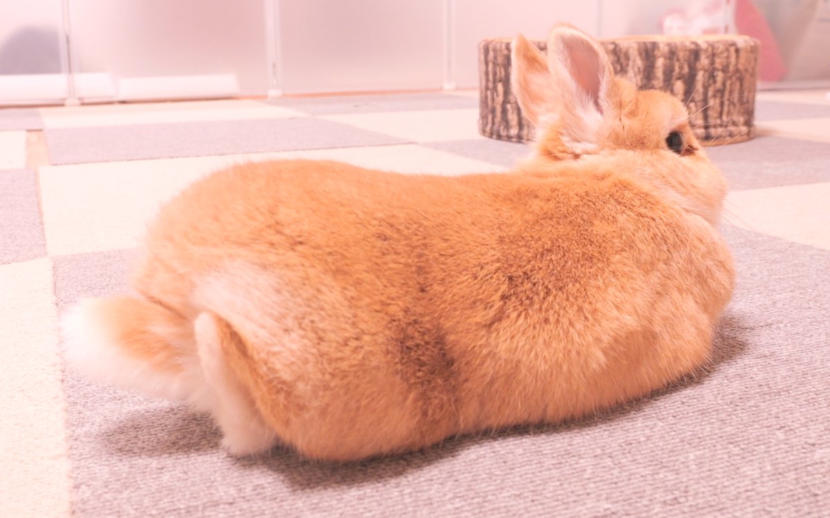 うさぎ Amazon.co.jp: キュート販売 ぬいぐるみ ふわふわうさぎ S 這い