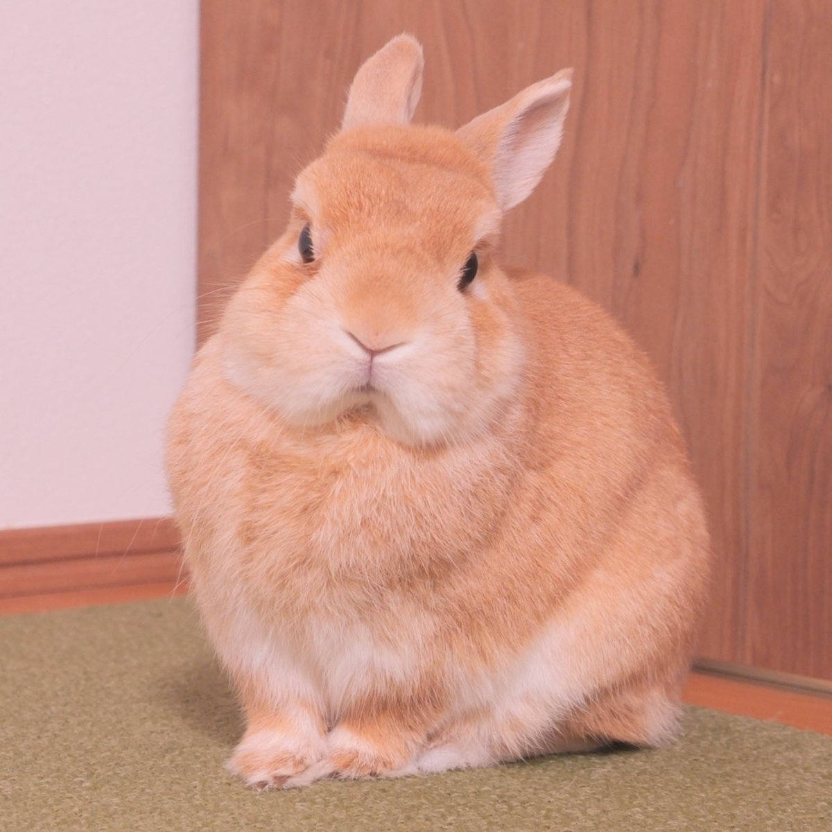 うさぎページ うさぎ48 エントリーうさぎ | 酪農王国オラッチェ