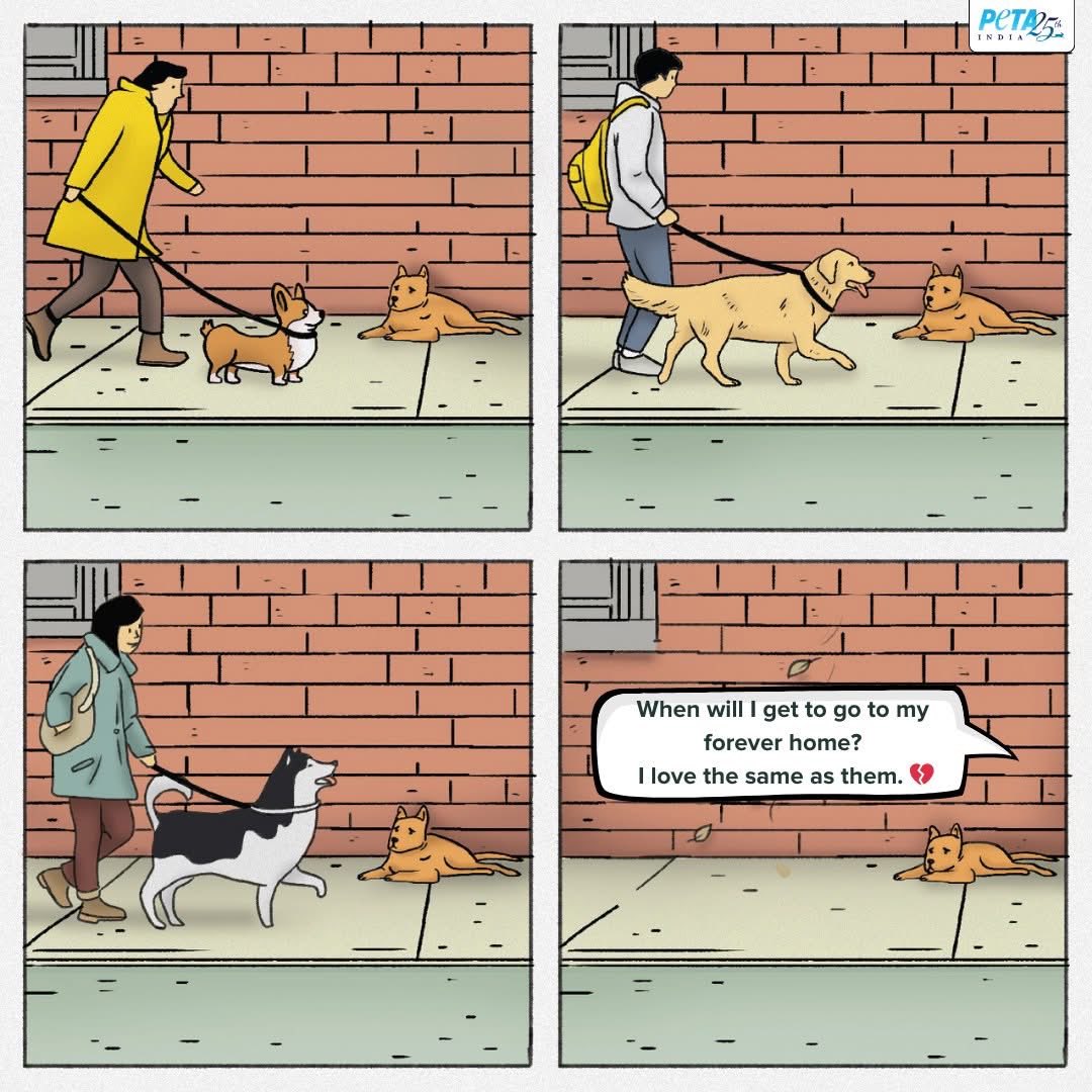 PetaIndia's tweet image. They love just as deeply but are left behind.
Every breed dog bought keeps a street dog longing for a family. Be their hero—#AdoptDontShop.

#CommunityDogs #IndieDogs #AnimalRights #PETAIndia