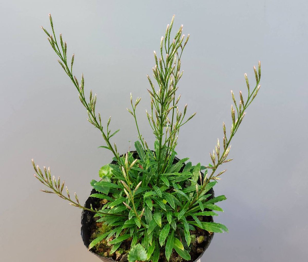 株式会社中越植物園 Chuetsu Garden Studio on X