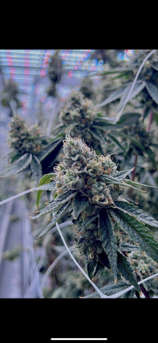 woahexotics's tweet image. This is what a good OG should look like.

( not my run or pic ) 

Just posting as an example for you youngsters .