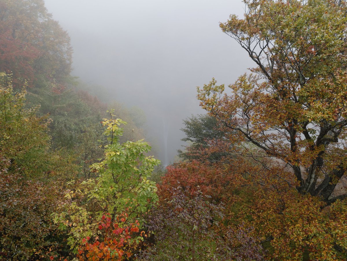 chibimaphoto's tweet photo. 栃木県那須町
#駒止の滝

数日前までは☁️予報が☔️
とりあえず滝を見に行ったら真っ白🌨️🫧

🍂雫💧撮ったり
お昼ご飯🥩食べに行ったり
時間空けて再チャレンジしたら
雨が強まり霧がはれた😍

エメラルドグリーンの滝壺は
いまいちでしたが綺麗な紅葉🍁観れました✨

2025年10月25日📸 https://t.co/Ek83DsEE0v