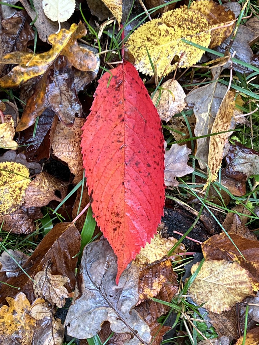 Pär Lodin (@lodinpar) on Twitter photo 