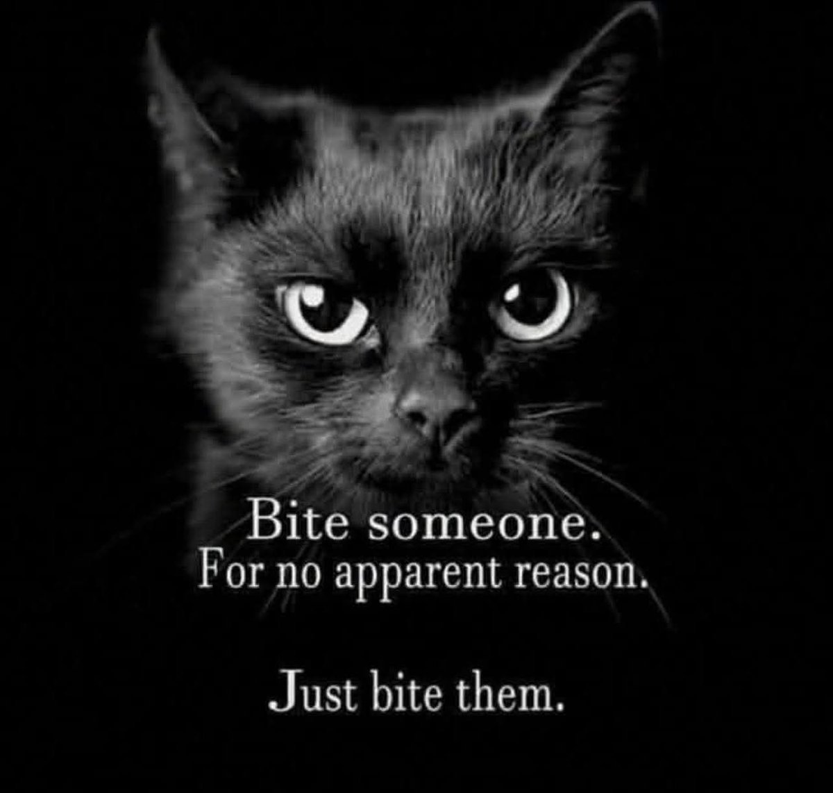 JMVanHornAuthor's tweet photo. Sage advice from a cat.
Sidenote, black cats rule.
#JustBite #NoReason #Blackcats #ProudBlackCatOwner https://t.co/9FSzItZMm4