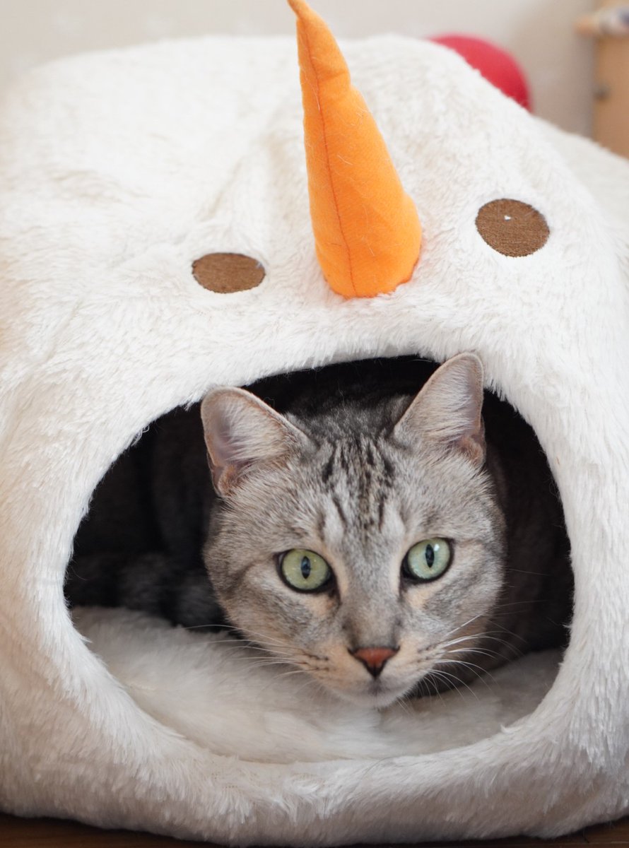 にゃーちゃん＆おにいちゃん on X