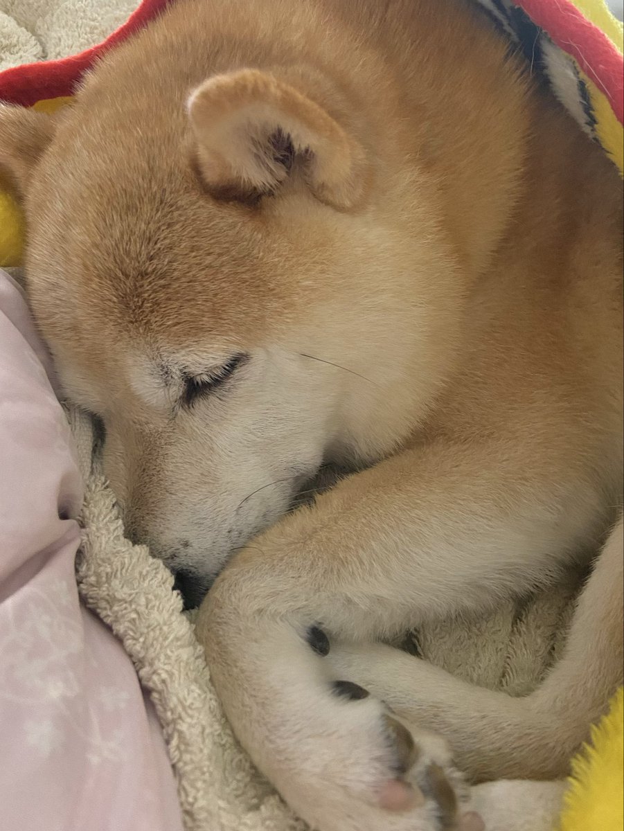 おやすみ🐶💤
#柴犬
