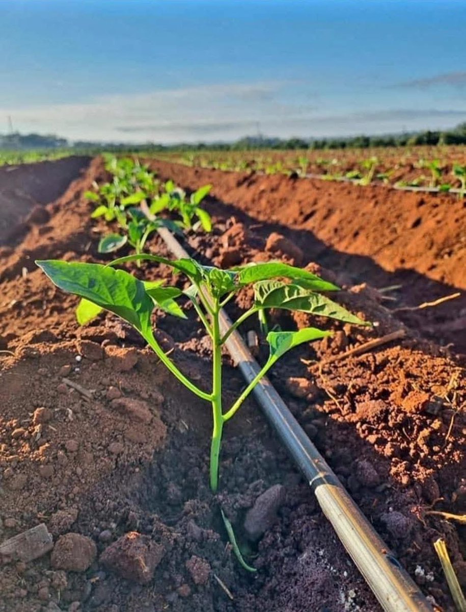 Modern Irrigation, Better Harvest Get the Latest Technology for Your Farm💧🇸🇴.

Modern irrigation systems give farmers the power to grow more crops, improve quality, and reduce water waste. With Hecter Agri Tech, you’ll get the tools, training, and technology needed to build