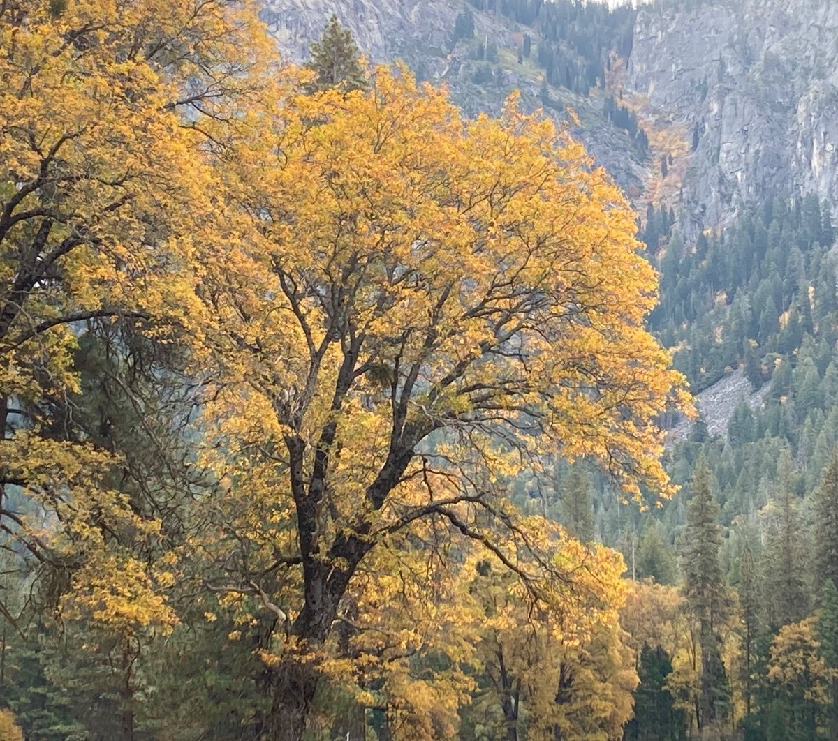 Silence drifts
through the autumn woods
falling leaves.

#haiku #NaturePhotography