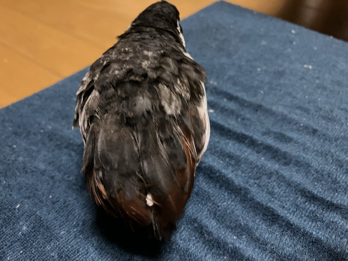 ❤︎♱ページ 12141739368 - Genuine BMW Engine Electrical System Ping