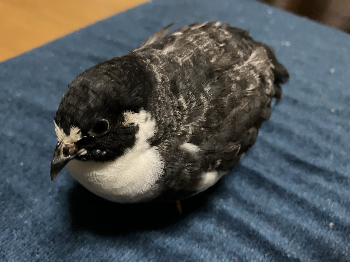 ポポチョロ🐦💨 (@1b4fc39ec9e04d3) / Posts / X