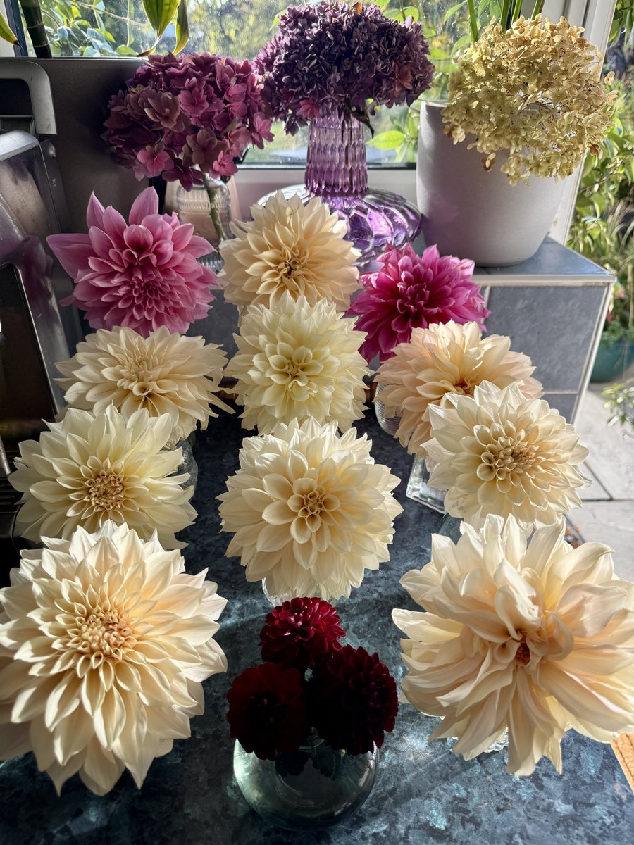 Urbanponds101 (@urbanponds101) on Twitter photo Morning you lovely people. Someone implied my Dahlia were AI generated! Please AI ain’t this good! Morning you lovely people. Someone implied my Dahlia were AI generated! Please AI ain’t this good!
