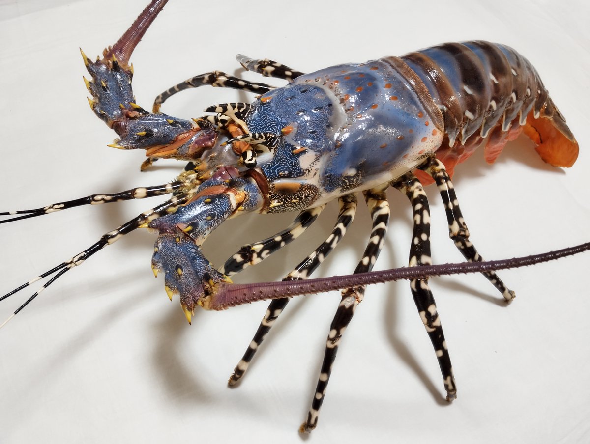 自分史上最高傑作と言っても過言ではない85㎝のニシキエビ。
塗装だけで65時間かかりました💦
めちゃくちゃ頑張って作ったので皆さん見てください！

#秋を彩るSNS作品展示祭