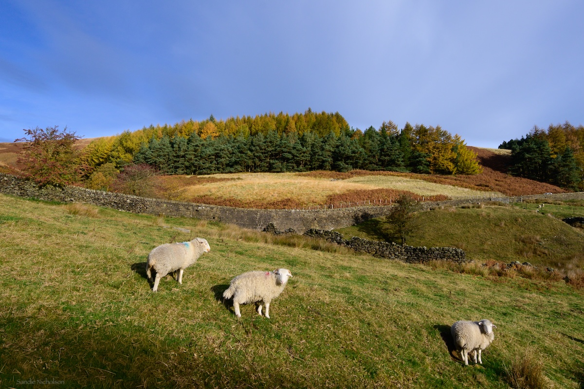Wool coats definitely required this morning!🥶 
A glorious, chilly autumn wander above Woodhead.
#peakdistrict <a href="/StormHour/">#StormHour</a> <a href="/peakdistrict/">Peak District National Park</a> #loveukweather #WeatherWatcher #autumn #countryfile #winter #GMT #sheep