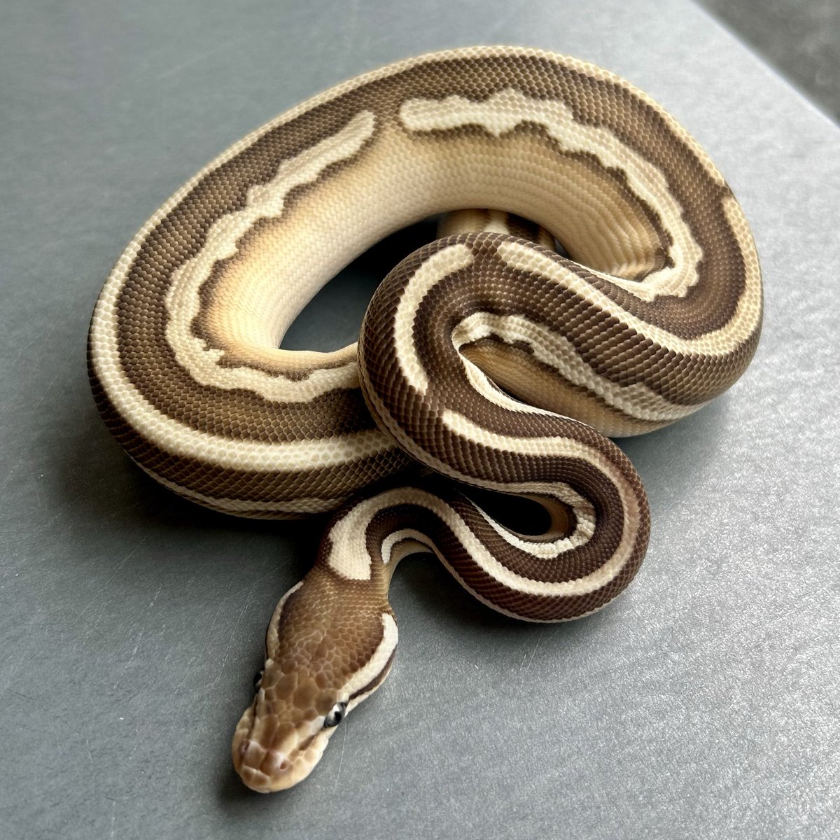 Kayo296's tweet image. 脱皮したて✨
#ボールパイソン #ballpython
OD BP Lesser dh DG Ghost pdh Clown Pied♂