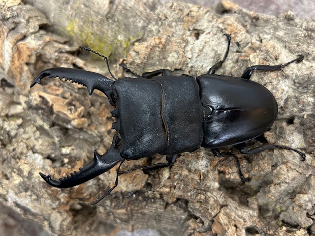 ペットショップCOLORS on X