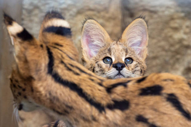 Serval Every Hour! (@servaleveryhr) on Twitter photo 