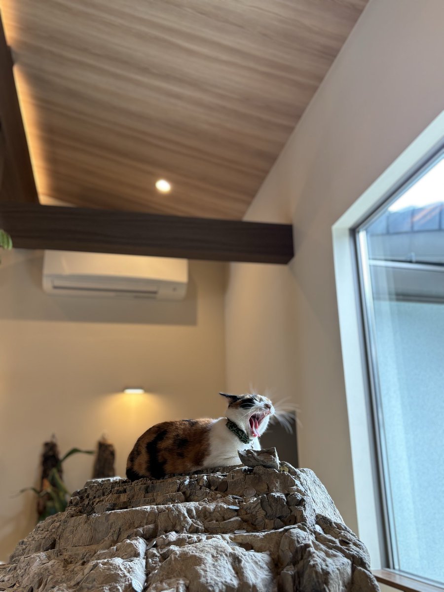 🥑🐈ひの_hino707 🐈‍⬛🥑 on X