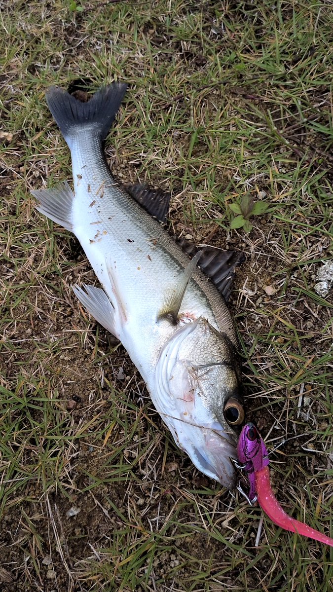 chihiro様① UN AMNESIAC GIRL ～First Code (2000 - 2003)～ [生産限定盤][4CD+DVD