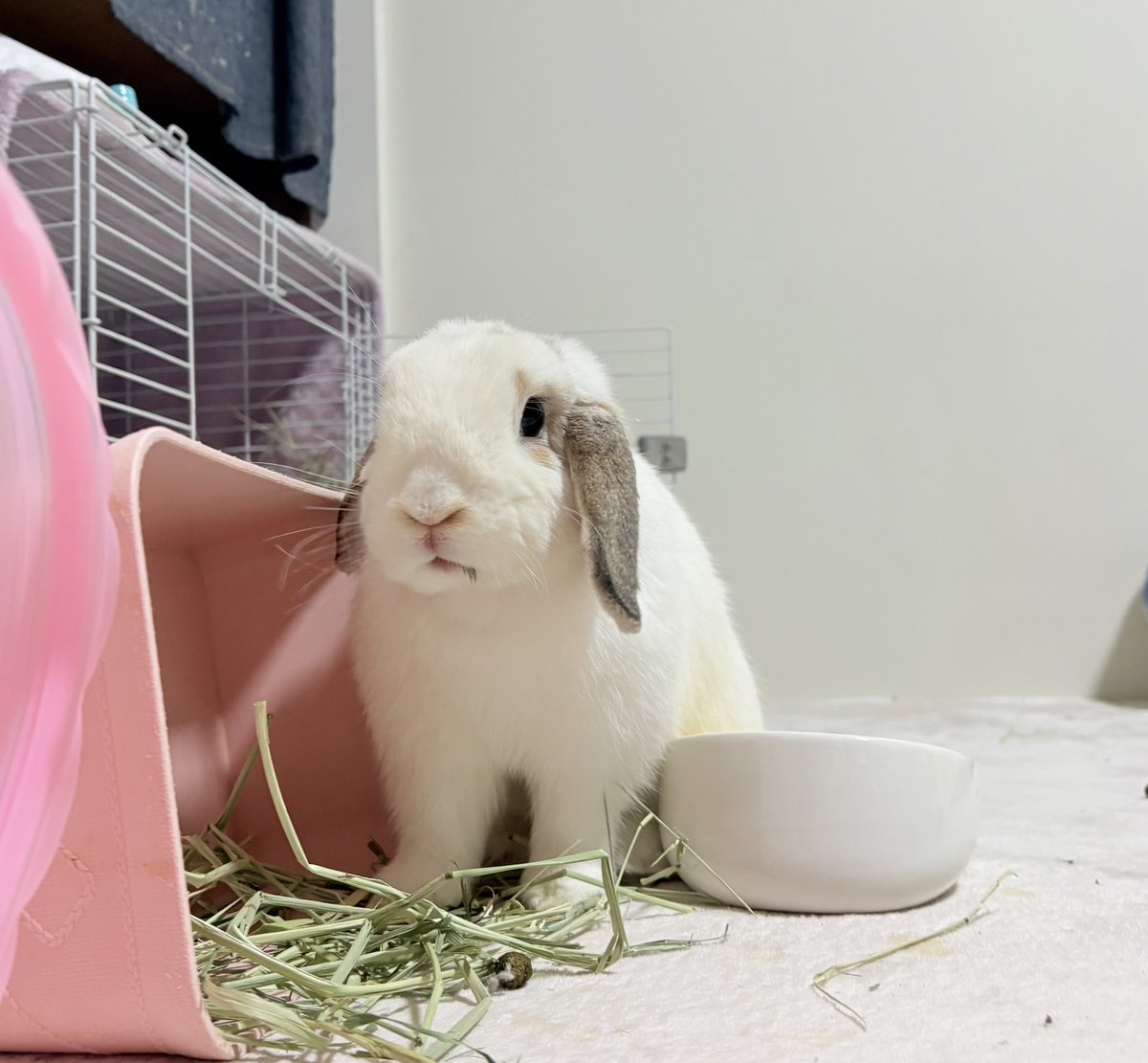 わたがしうさぎのめるち on X