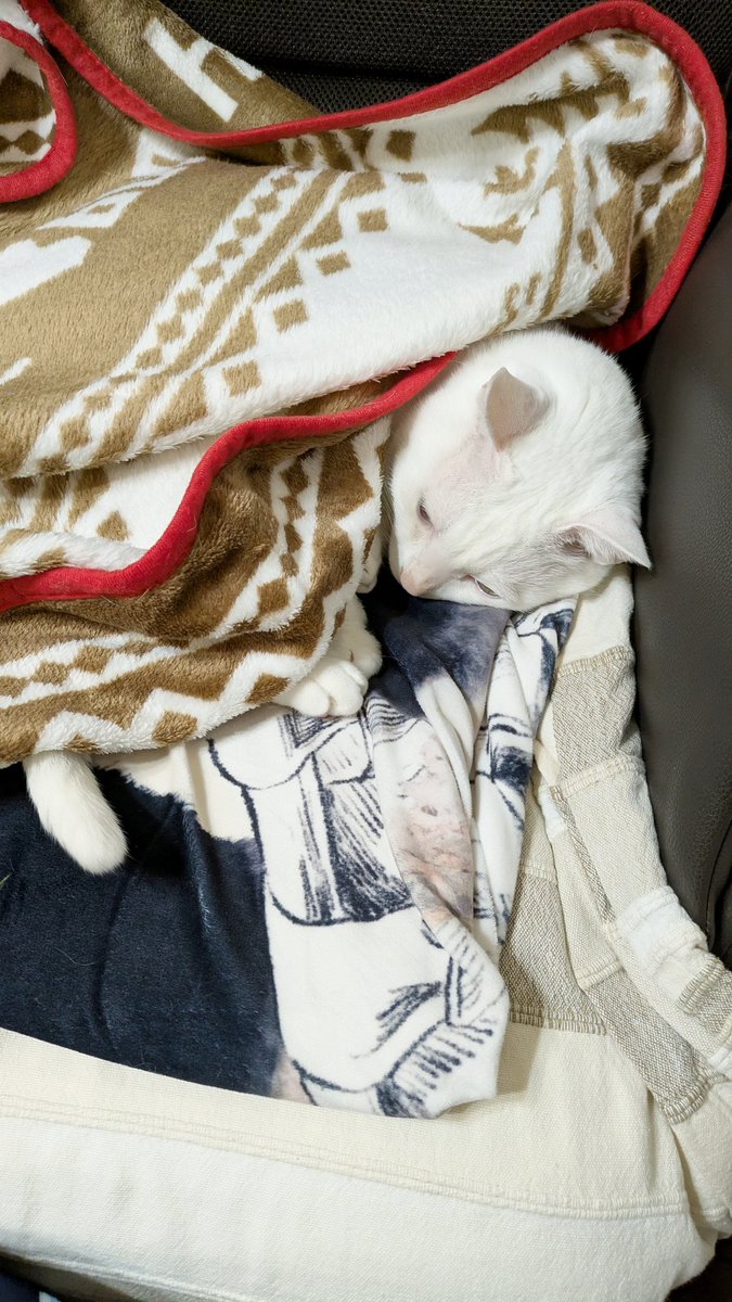 そらねこ (@yuki_and_sora) / Posts / X