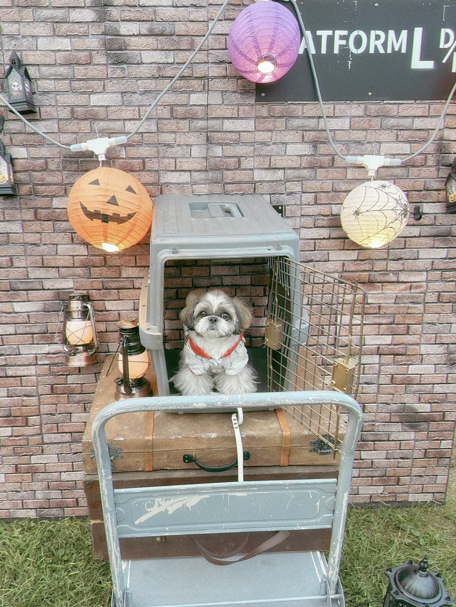 ハリポタなロン🐾

#シーズー #shihtzu