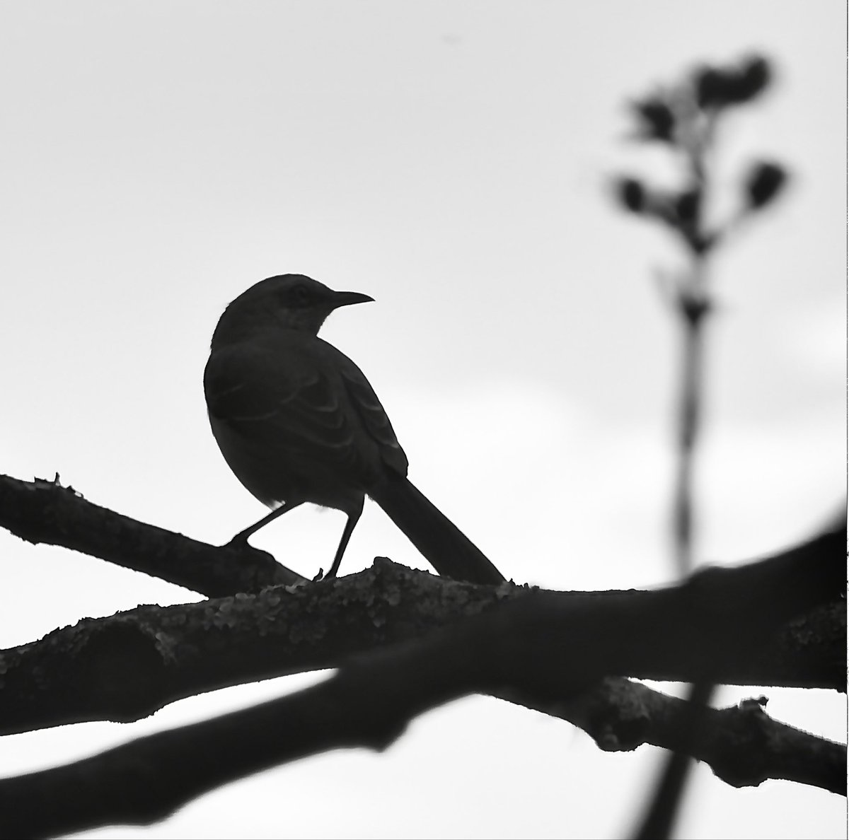 AnndroR's tweet image. QP Bird Silhouette #BirdPhotography
🇨🇴😉.