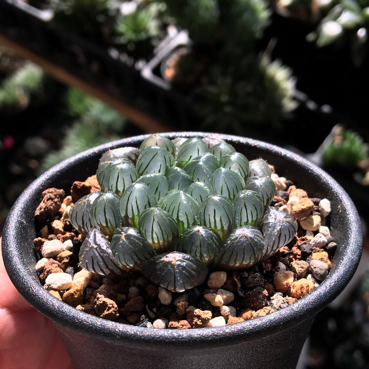 キネ@CrystalPlants (@crystalplants23) / Posts / X