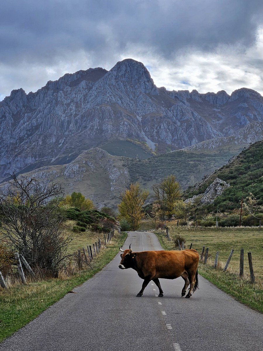 Los tonos del otoño alcanzan a todas las capas. 

Al fondo el Pico Bodón (1.957 m) en Lugueros, comarca de Los Argüellos, Montaña Central Leonesa.