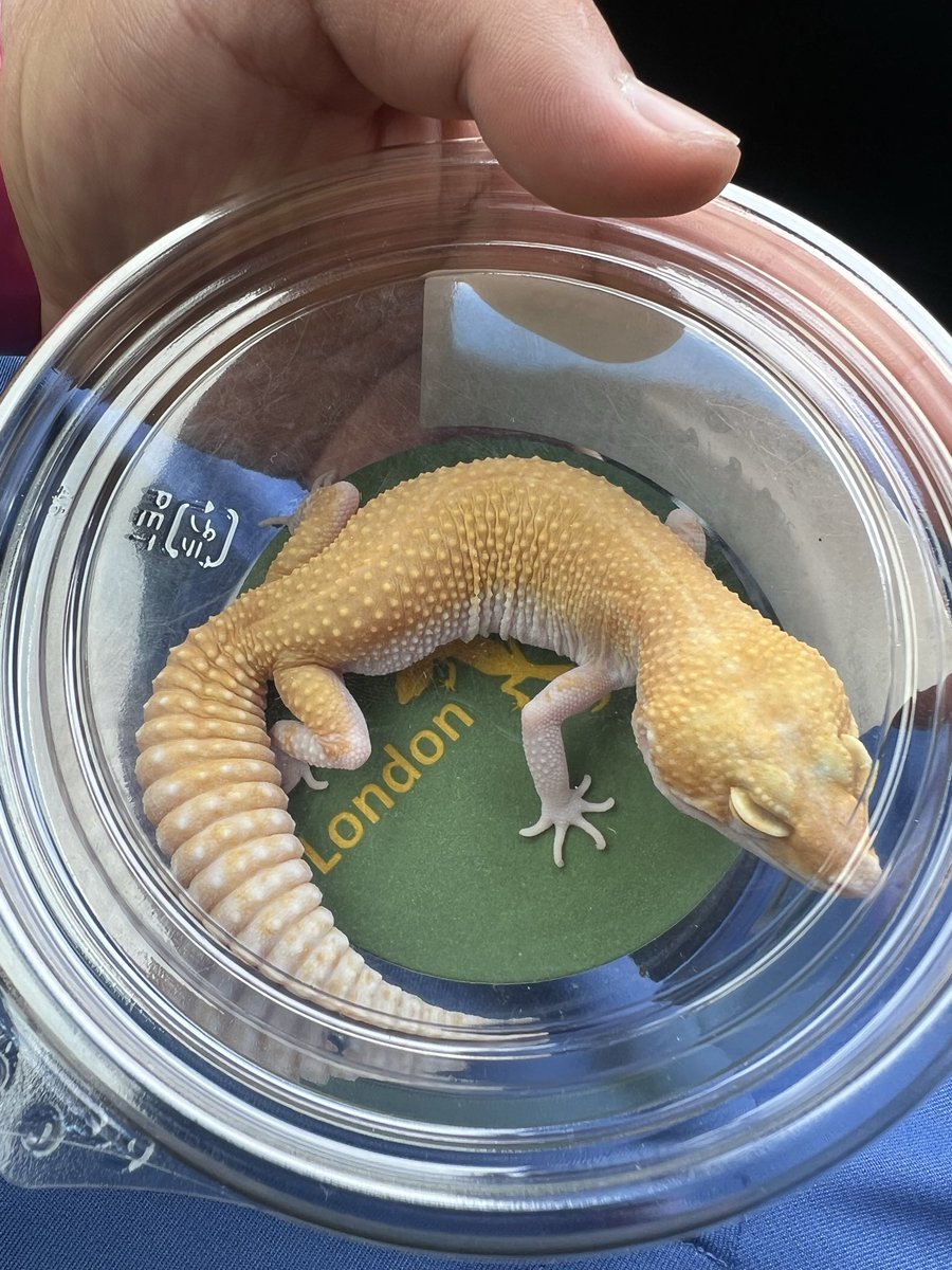 oki_reptile's tweet image. 🔥イベント参加🔥
〜第12回沖レプ〜

沖レプ初参加！
幅広いバリエーションで見てて飽きないイベントで最高でした😆
今回はご縁があり@Londonleopa さんで成体を迎えさせてもらいました‼︎
どの子も最高峰で目移りして大変でした😂
次回沖レプも参加予定だそうで
皆さんも機会があれば是非！
#沖レプ