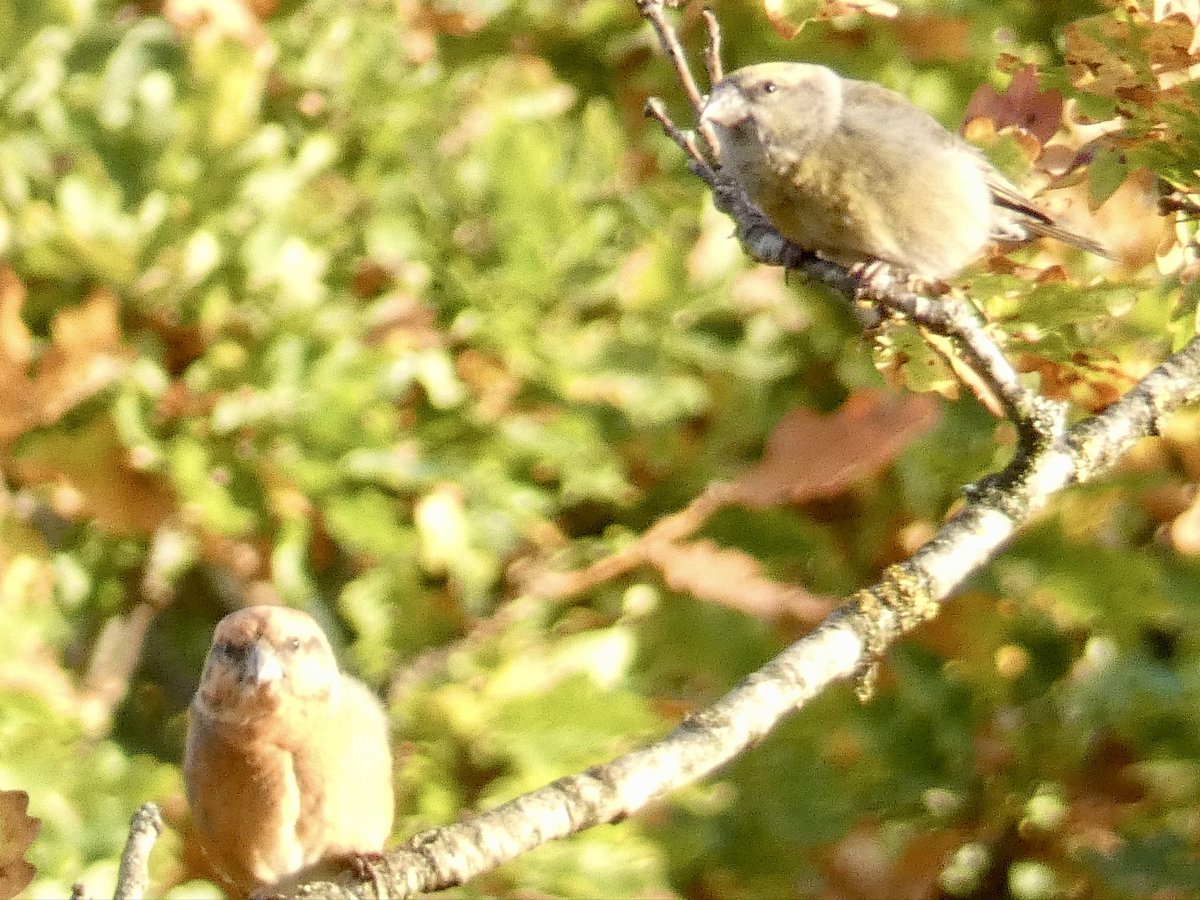 Chris Millward Jnr tweet media