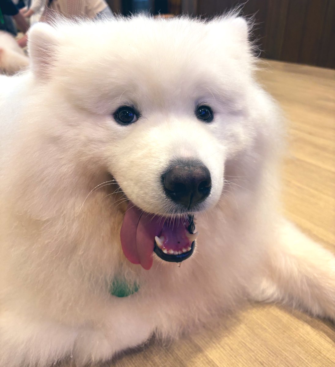 GozenSuzz's tweet photo. 9月誕生日だったので自分を甘やかして
サモエドカフェへ行ってきました🐾

たまには毛の生えた生き物からの
癒しを吸い込みたい(ᐡ ᐧ ﻌ ᐧ ᐡ)

モフモフでデカくて可愛かった🐾 https://t.co/obv0uAijO7