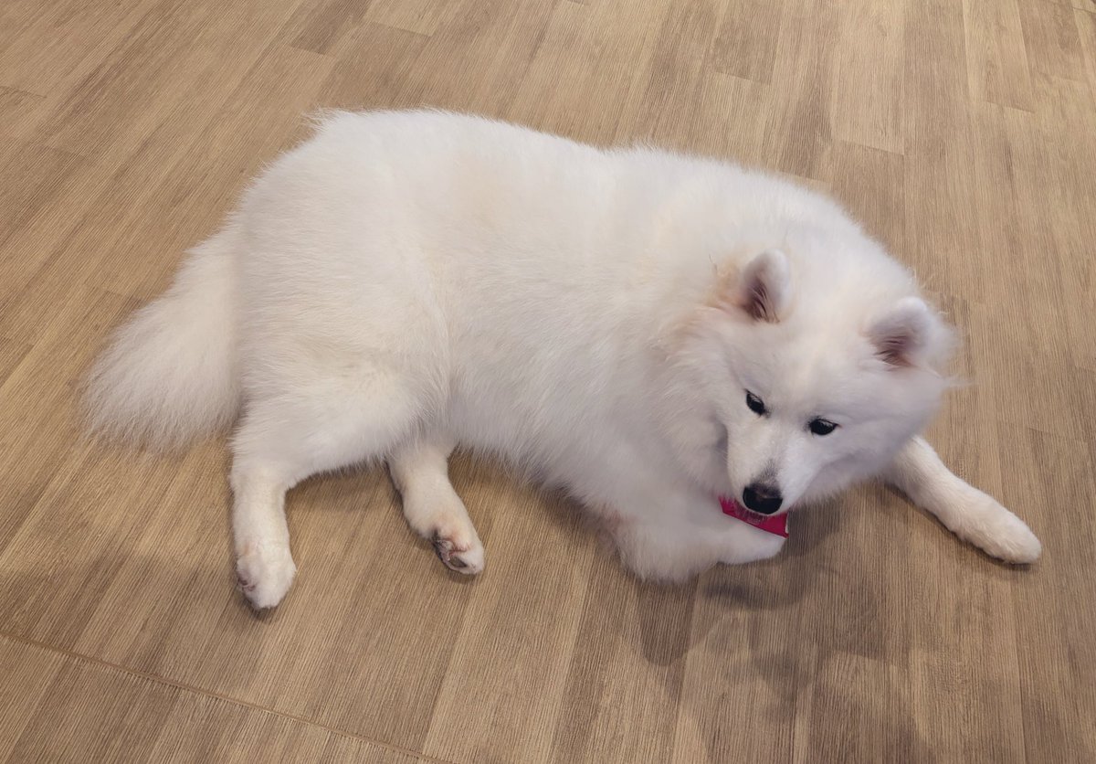 GozenSuzz's tweet photo. 9月誕生日だったので自分を甘やかして
サモエドカフェへ行ってきました🐾

たまには毛の生えた生き物からの
癒しを吸い込みたい(ᐡ ᐧ ﻌ ᐧ ᐡ)

モフモフでデカくて可愛かった🐾 https://t.co/obv0uAijO7