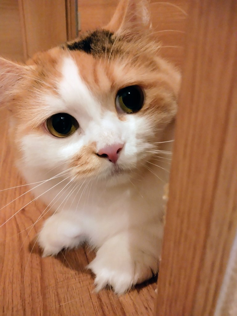 ネコ好き ネコ好きおじさん on X