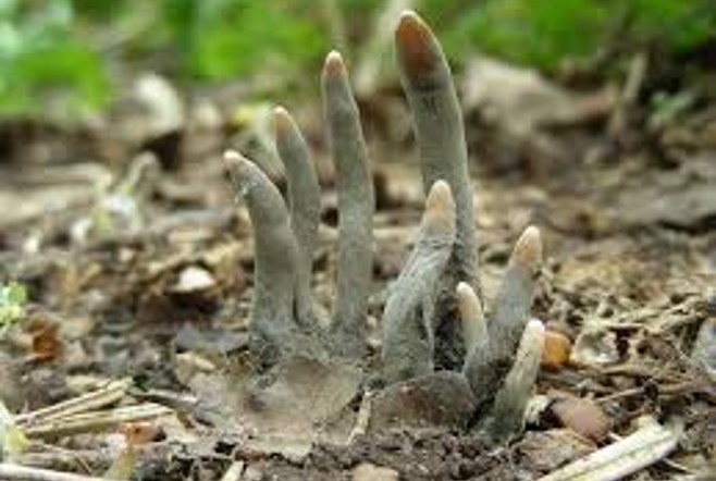 GOTHIC FUNGI Candlesnuff Fungus has tiny ghostly hands &amp; the creepily named Dead Man's Fingers is equally uncanny &amp; gothic! If like me you are open to the spectral mysteries of mycology you will see a ghost and a vampire in fungal form! #31daysofhalloween #FolkloreSunday