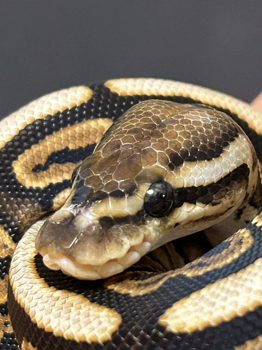 PacReptiles's tweet image. アニマルシェ、近いので見に行っただけなんですけど…🤔
気が付けばTESS Ballpythonさんのボールをお迎えしてました😅
BP SN het クラウン 66het ラベンダー♀