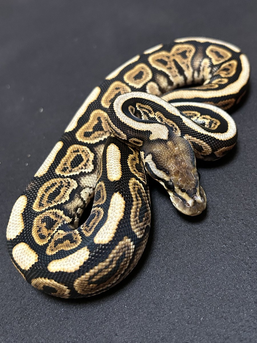 PacReptiles's tweet image. アニマルシェ、近いので見に行っただけなんですけど…🤔
気が付けばTESS Ballpythonさんのボールをお迎えしてました😅
BP SN het クラウン 66het ラベンダー♀
