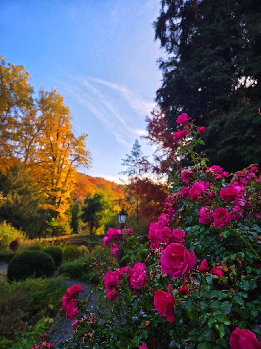 patricia_cseh's tweet image. Autumn wonderland 🍁🤍

秋のワンダーランド 🫶🍂