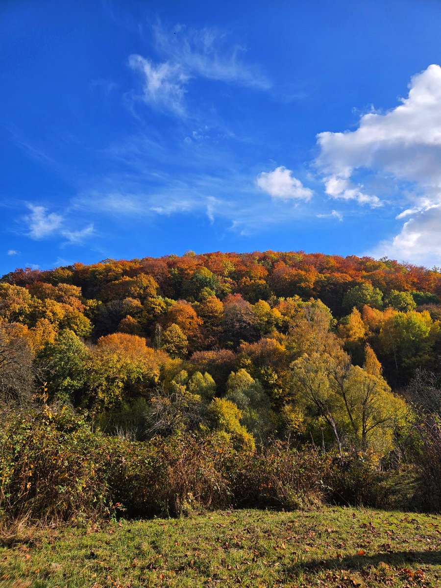 patricia_cseh's tweet image. Autumn wonderland 🍁🤍

秋のワンダーランド 🫶🍂