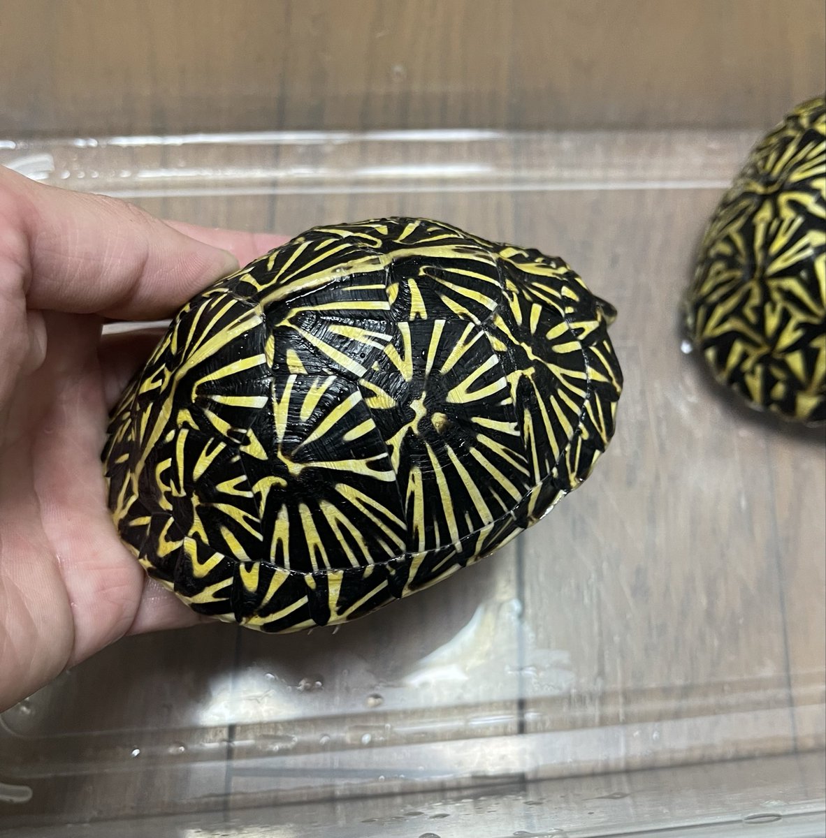 フロリダハコガメ 太い子と細い子対象的な柄