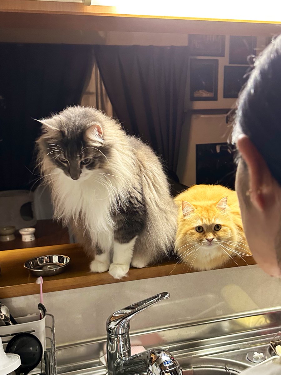 ネコ様 ネコちゃん様 クロ🐾𓏲𓎨 (@zx400g) / X