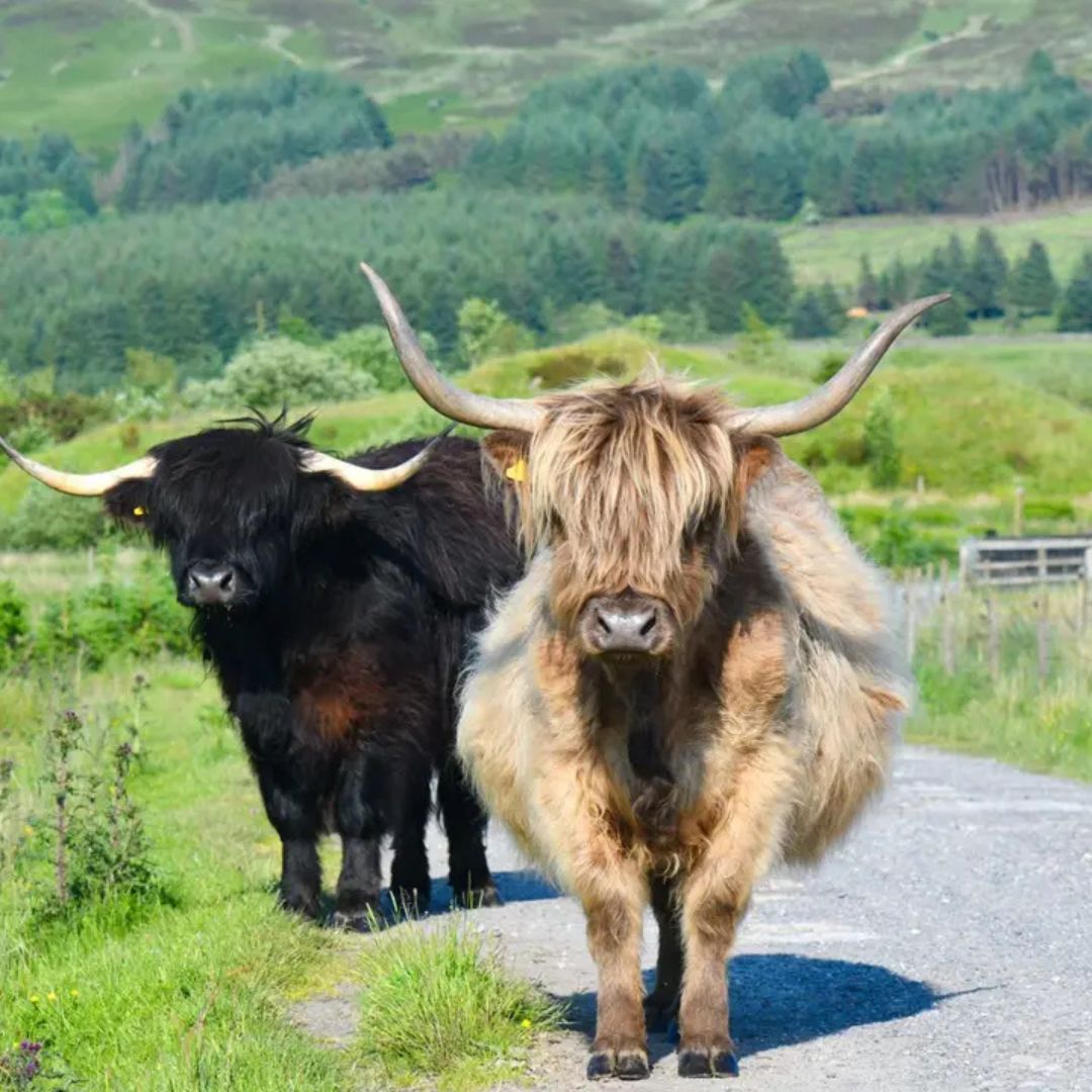 ESTATE FOR SALE 

At 798.33 acres, Glenquicken Estate offers significant opportunities in the South West of Scotland. 

Find out more 📲  loom.ly/_UK_QmY

#Galbraith | #EstateAgent | #EstateSales